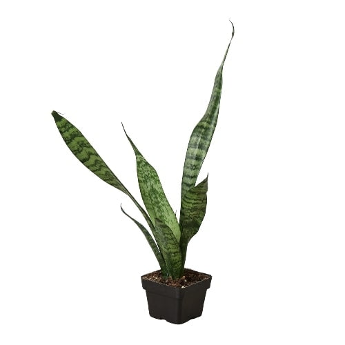 Snake Plant 'Zeylanica' - Indoor Plant - Home Stress Observer - Mag Max Mart