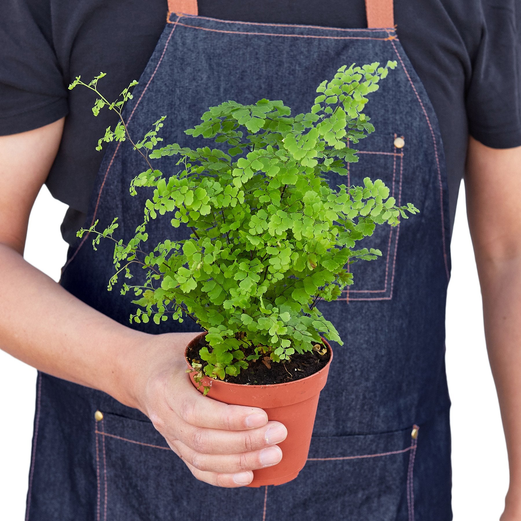 Maidenhair Fern - Indoor Plant - Mag Max Mart