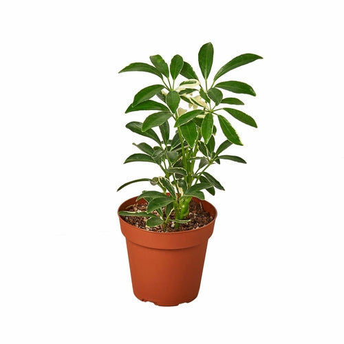 Schefflera Moonlight 'Umbrella Plant' - Indoor Plant - Mag Max Mart