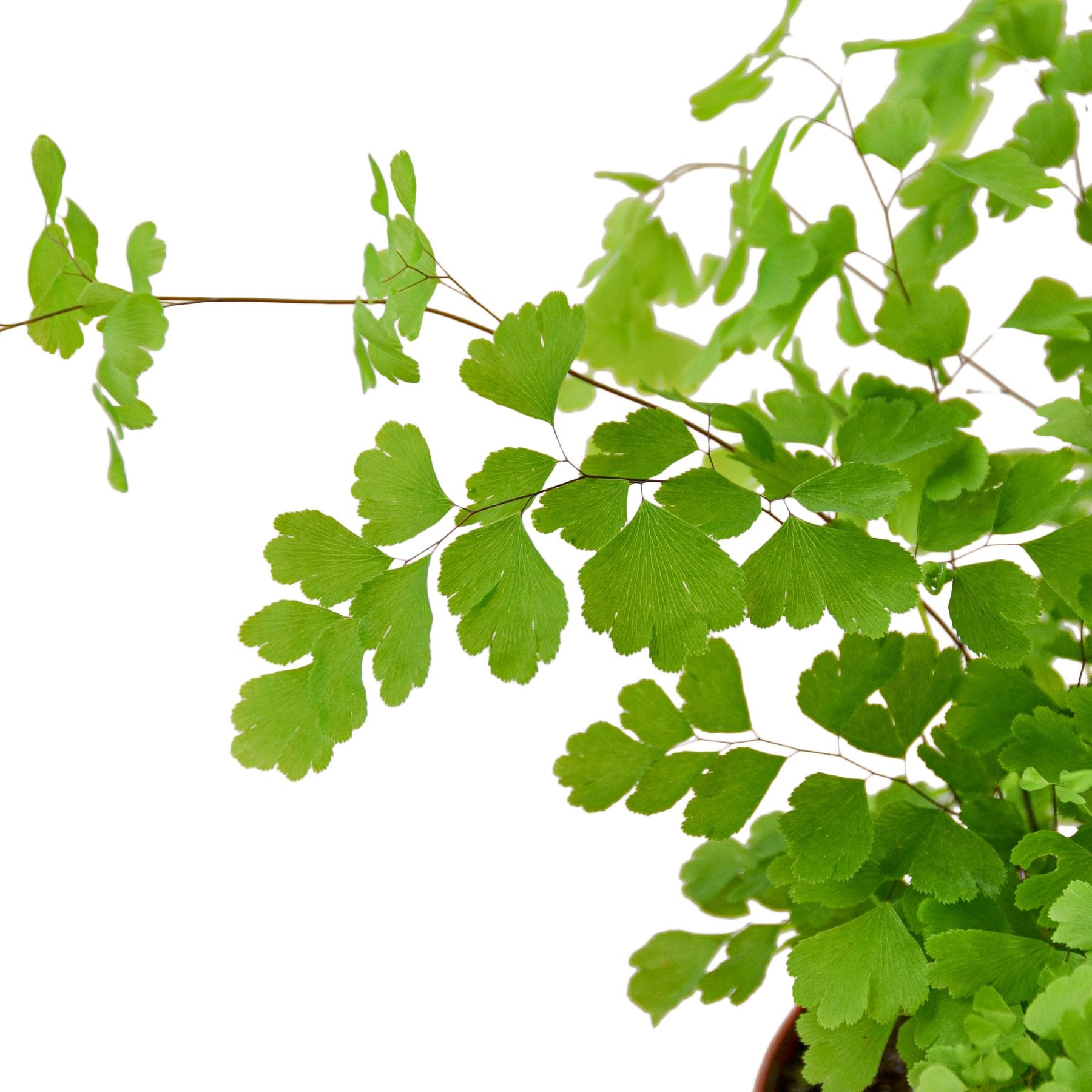 Maidenhair Fern - Indoor Plant - Mag Max Mart