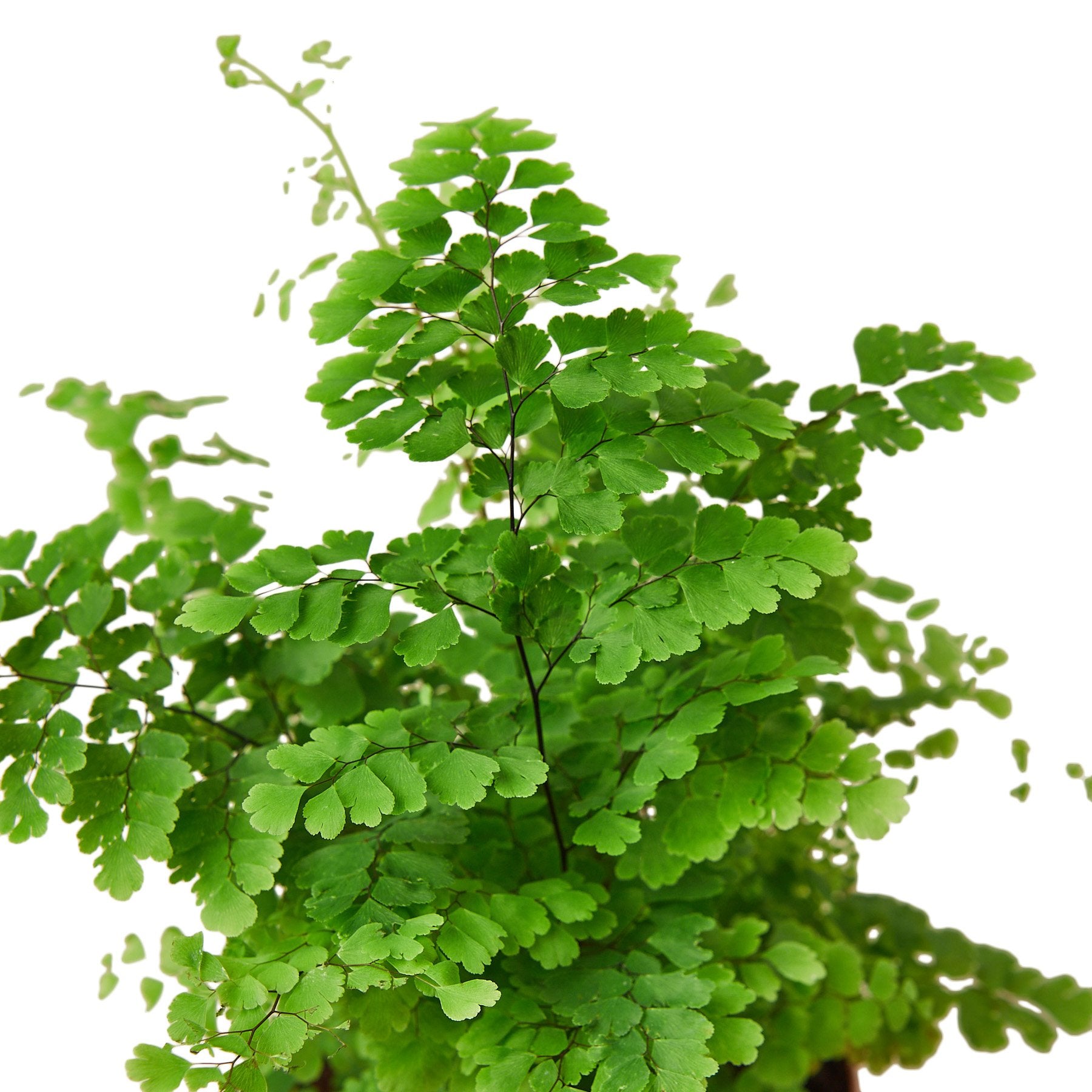 Maidenhair Fern - Indoor Plant - Mag Max Mart