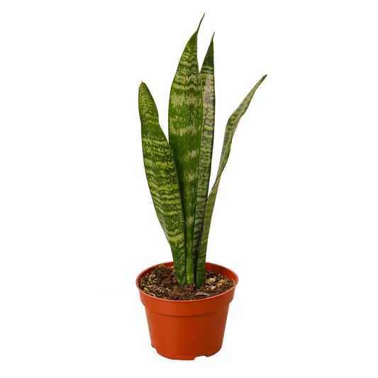 Snake Plant 'Zeylanica' - Indoor Plant - Home Stress Observer - Mag Max Mart