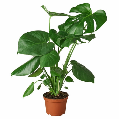 Philodendron Monstera Split-Leaf - Indoor Plant - Mag Max Mart