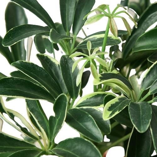 Schefflera Moonlight 'Umbrella Plant' - Indoor Plant - Mag Max Mart