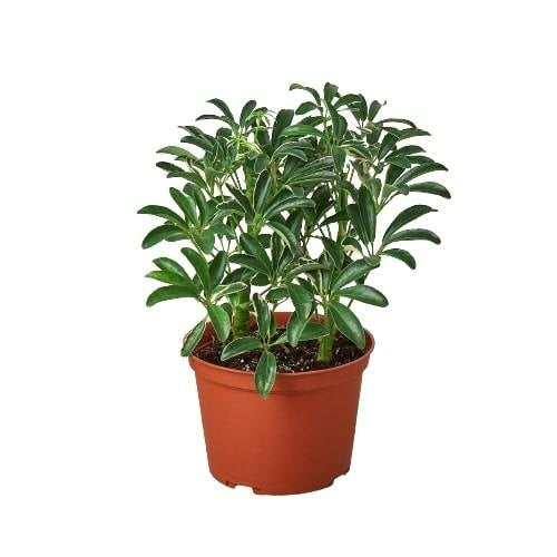 Schefflera Moonlight 'Umbrella Plant' - Indoor Plant - Mag Max Mart