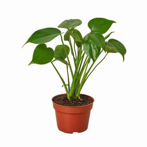 Philodendron Monstera Split-Leaf - Indoor Plant - Mag Max Mart