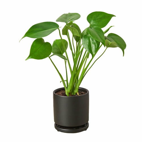 Philodendron Monstera Split-Leaf - Indoor Plant - Mag Max Mart