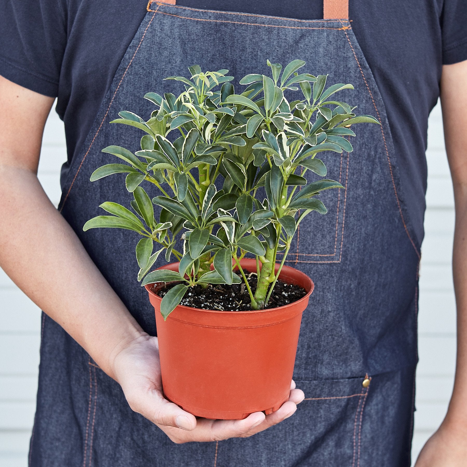 Schefflera Moonlight 'Umbrella Plant' - Indoor Plant - Mag Max Mart