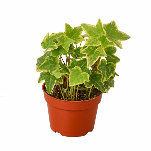 English Ivy Gold Child - Indoor Plant - Mag Max Mart