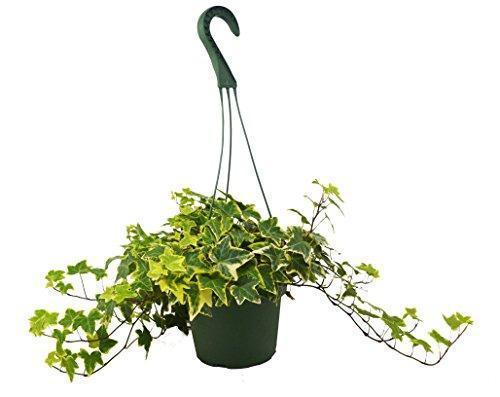 English Ivy Gold Child - Indoor Plant - Mag Max Mart