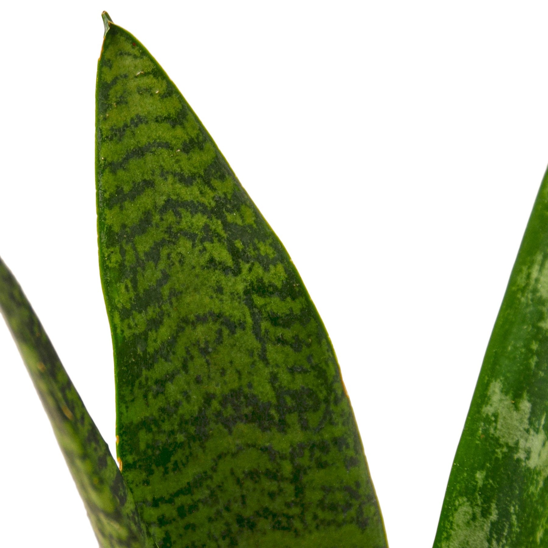 Snake Plant 'Zeylanica' - Indoor Plant - Home Stress Observer - Mag Max Mart