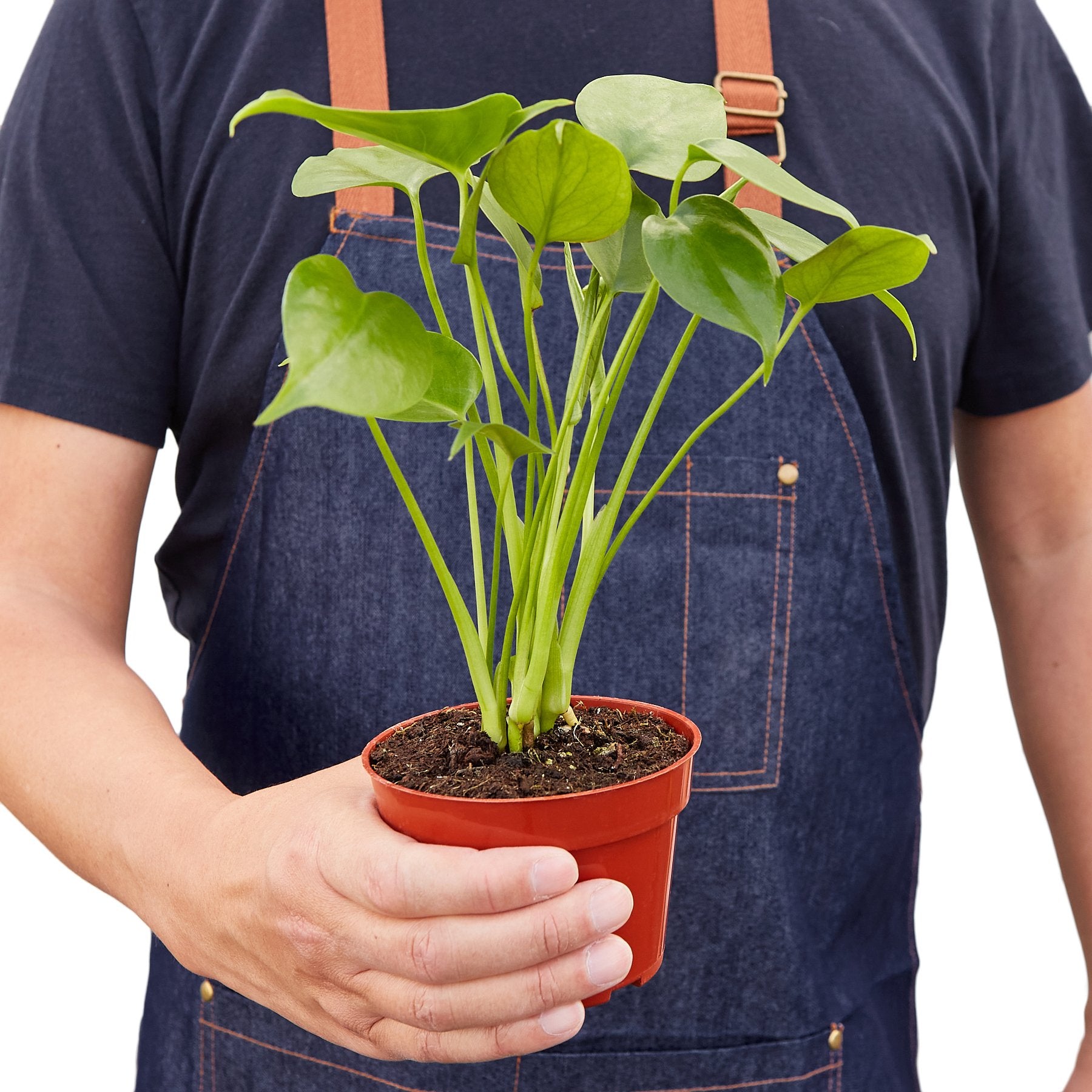 Philodendron Monstera Split-Leaf - Indoor Plant - Mag Max Mart