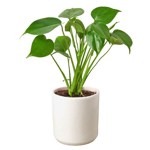 Philodendron Monstera Split-Leaf - Indoor Plant - Mag Max Mart