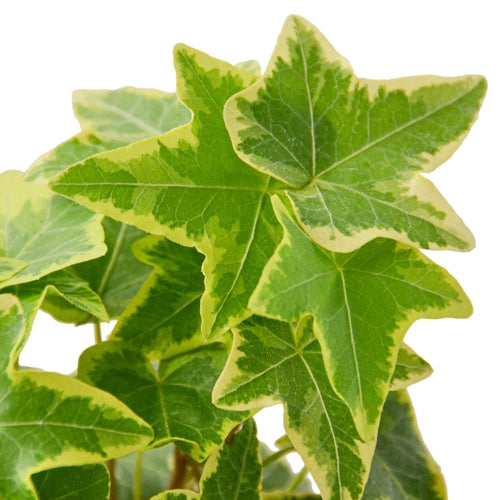 English Ivy Gold Child - Indoor Plant - Mag Max Mart