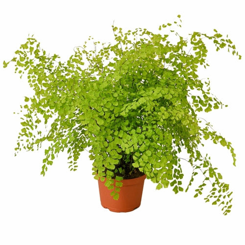 Maidenhair Fern - Indoor Plant - Mag Max Mart