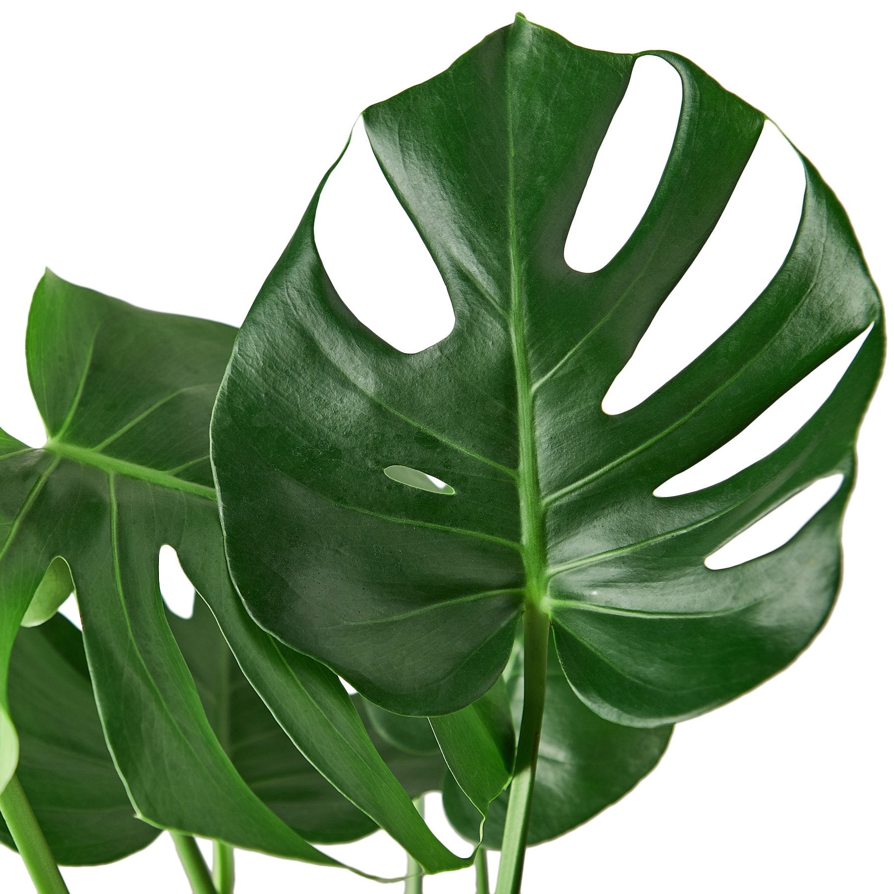 Philodendron Monstera Split-Leaf - Indoor Plant - Mag Max Mart