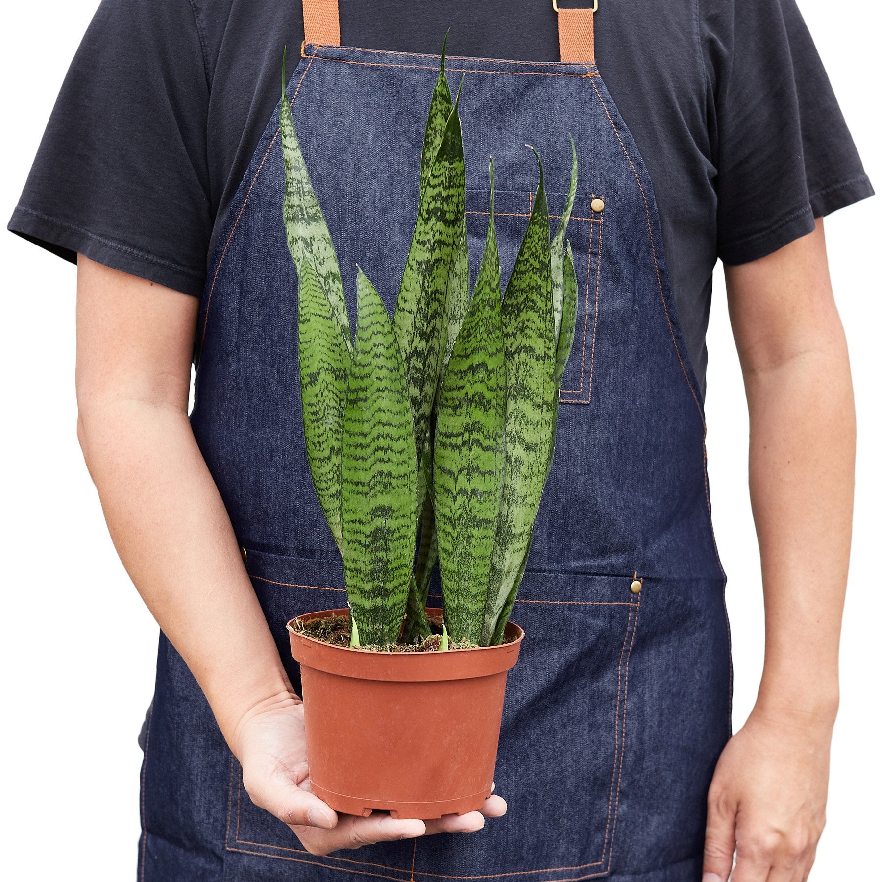 Snake Plant 'Zeylanica' - Indoor Plant - Home Stress Observer - Mag Max Mart