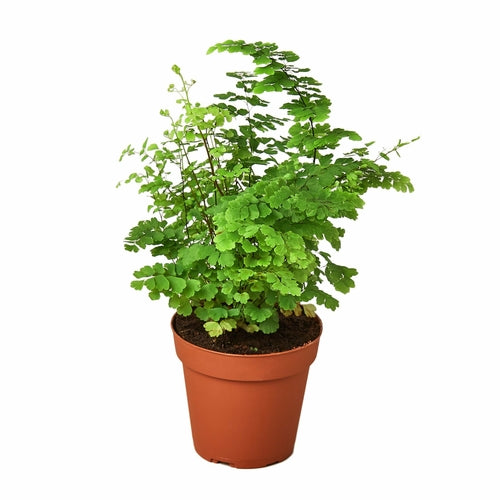 Maidenhair Fern - Indoor Plant - Mag Max Mart